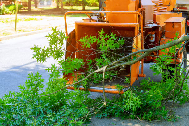 Best Lot and Land Clearing  in Fayette, IA