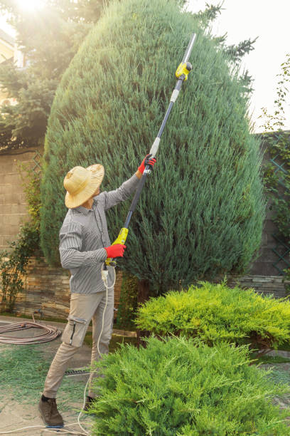 Best Tree and Shrub Care  in Fayette, IA